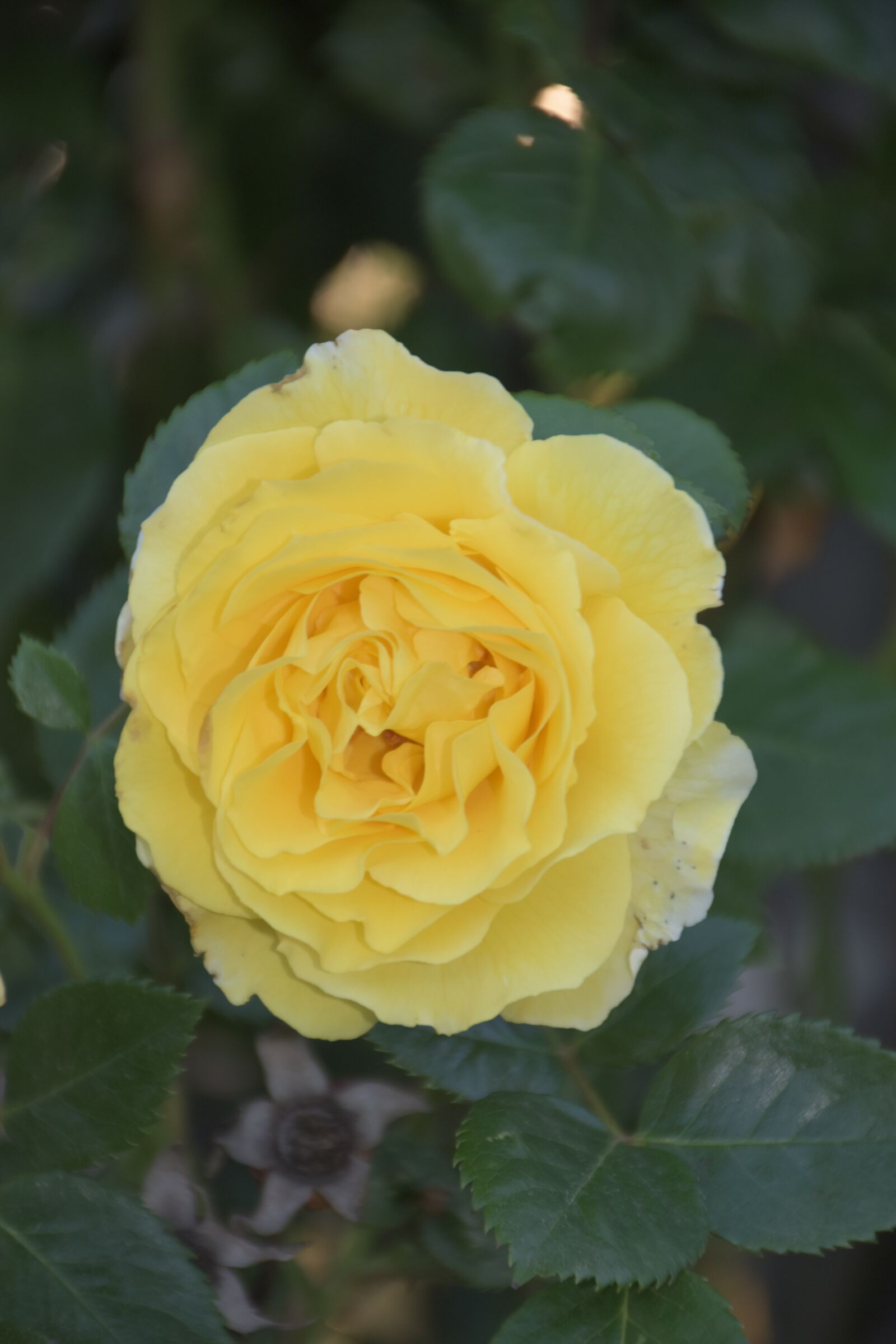 Nikon D5600 sample photo. Yellow rose, nature, spring photography