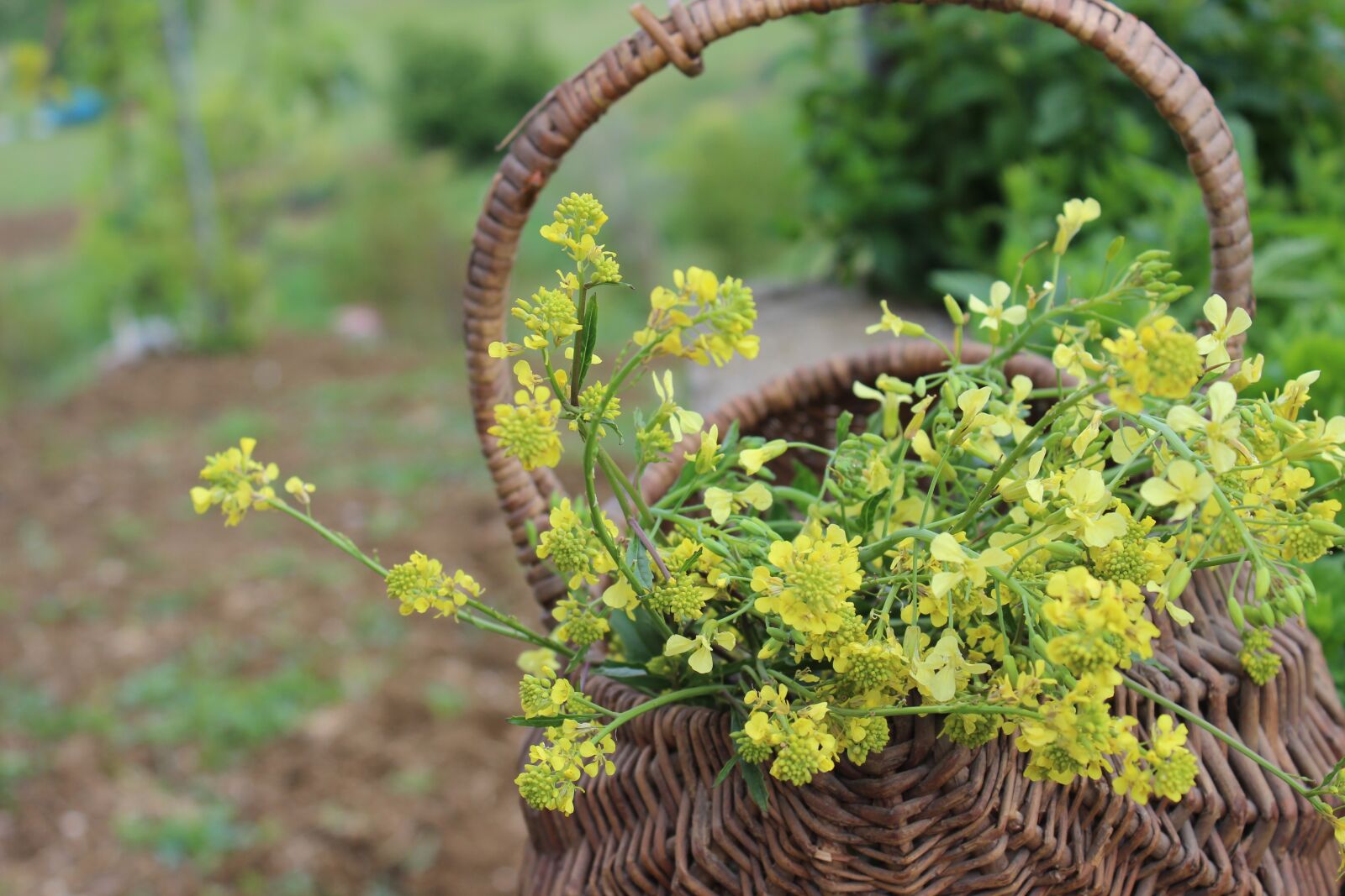 Canon EOS 600D (Rebel EOS T3i / EOS Kiss X5) sample photo. Yellow, flower, kocaeli photography