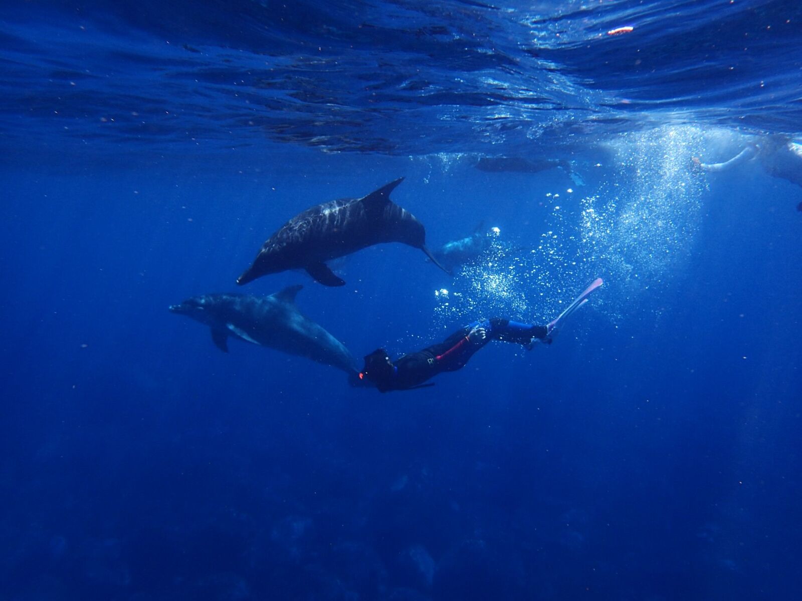 Olympus TG-4 sample photo. Sea, dolphin, blue photography