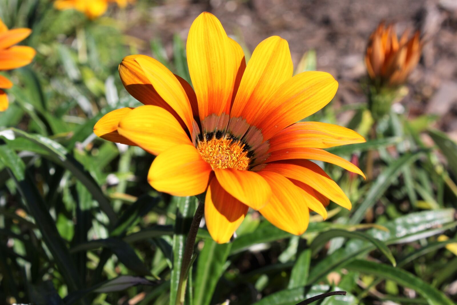 Canon EOS 1000D (EOS Digital Rebel XS / EOS Kiss F) sample photo. Flower, orange, yellow photography