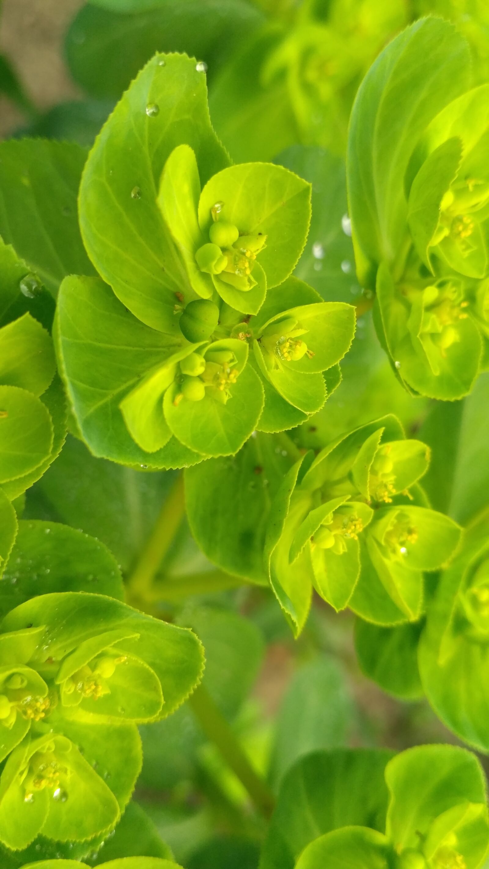 Xiaomi Redmi 3S sample photo. Leaf, flora, nature photography