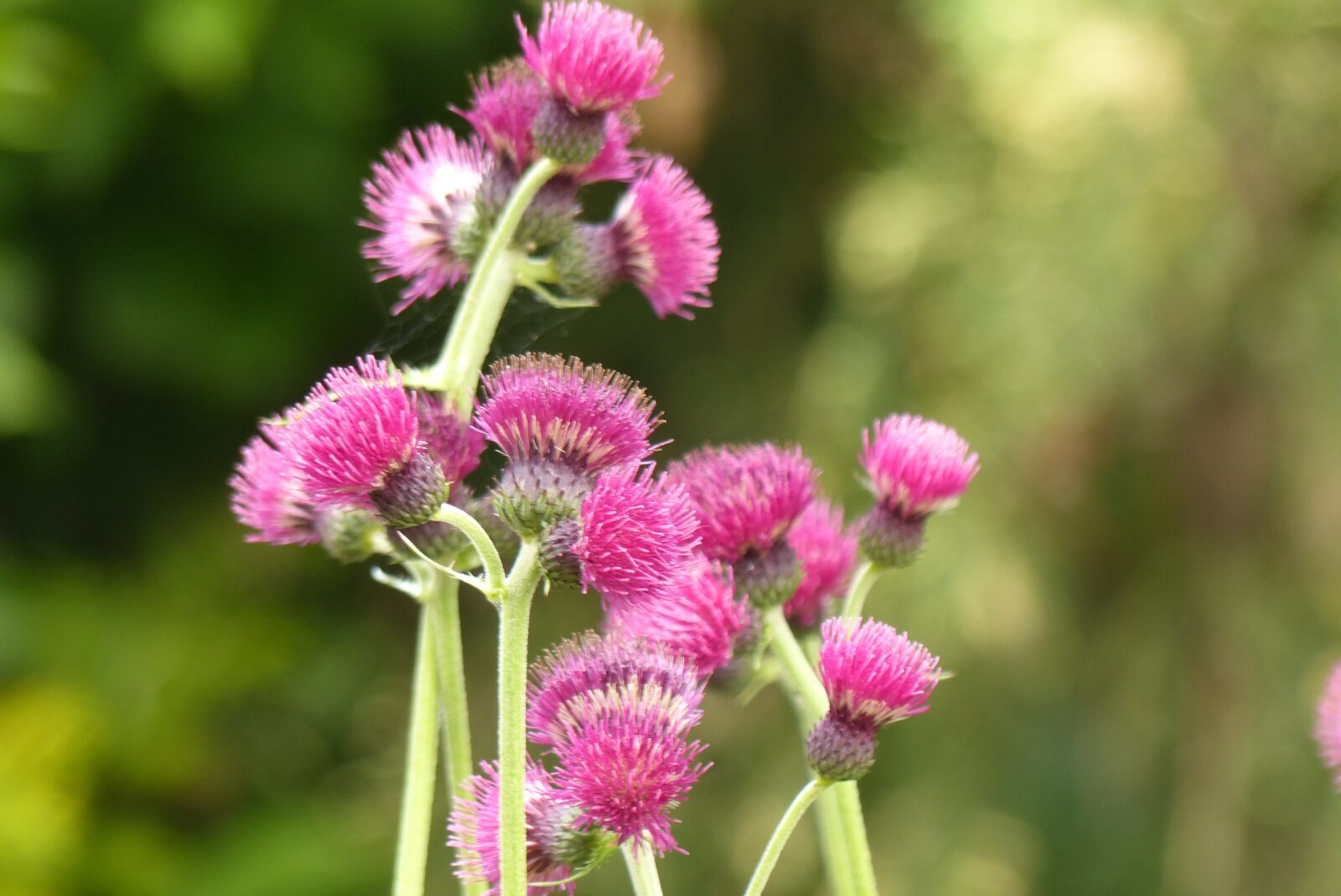 Panasonic Lumix DMC-FZ200 sample photo. Thistle, flower, meadow photography