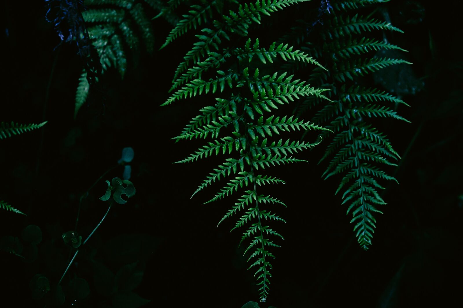 Canon EOS 1200D (EOS Rebel T5 / EOS Kiss X70 / EOS Hi) sample photo. Fern, leaves, nature photography