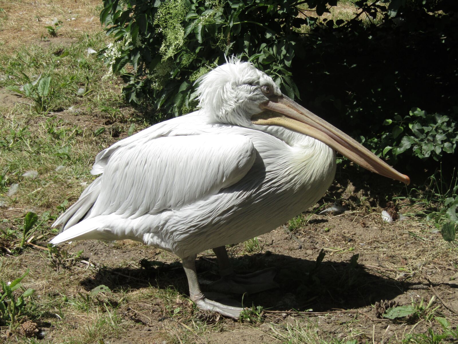 Canon PowerShot SX410 IS sample photo. Pelican, beak, zoo photography