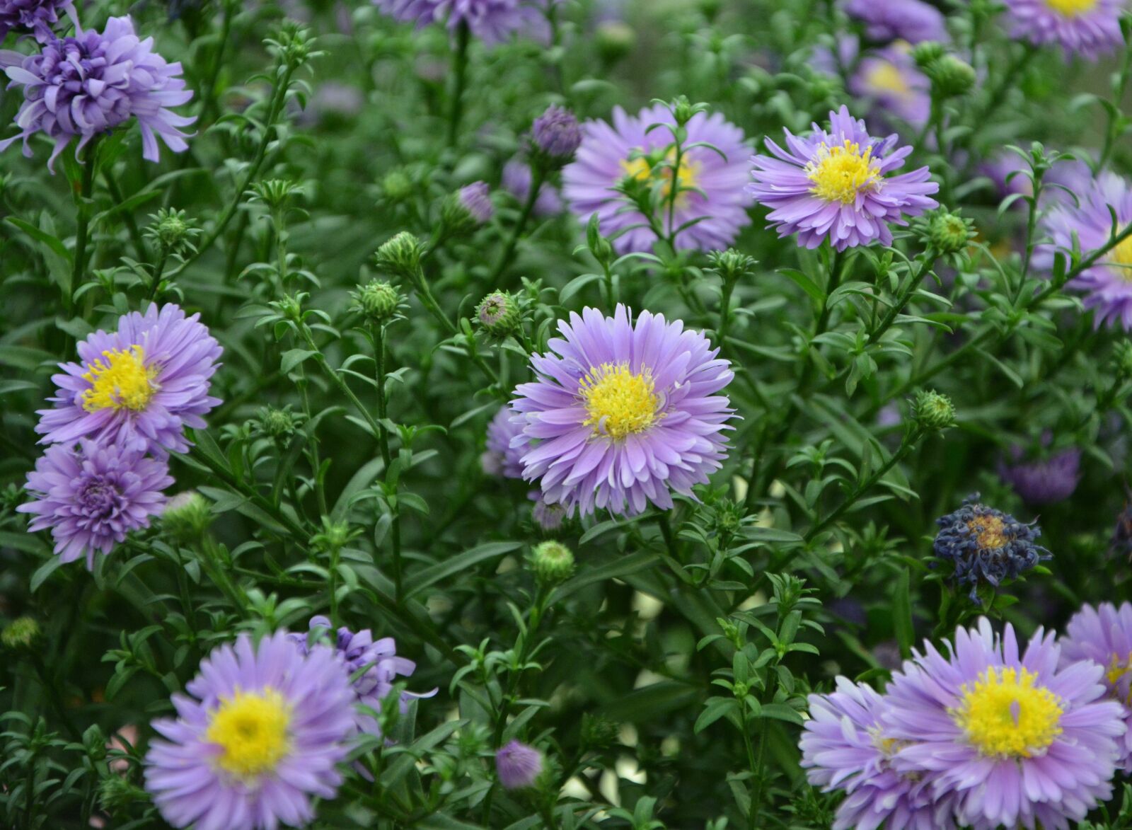 Nikon D5200 sample photo. Flowers, violets, green foliage photography