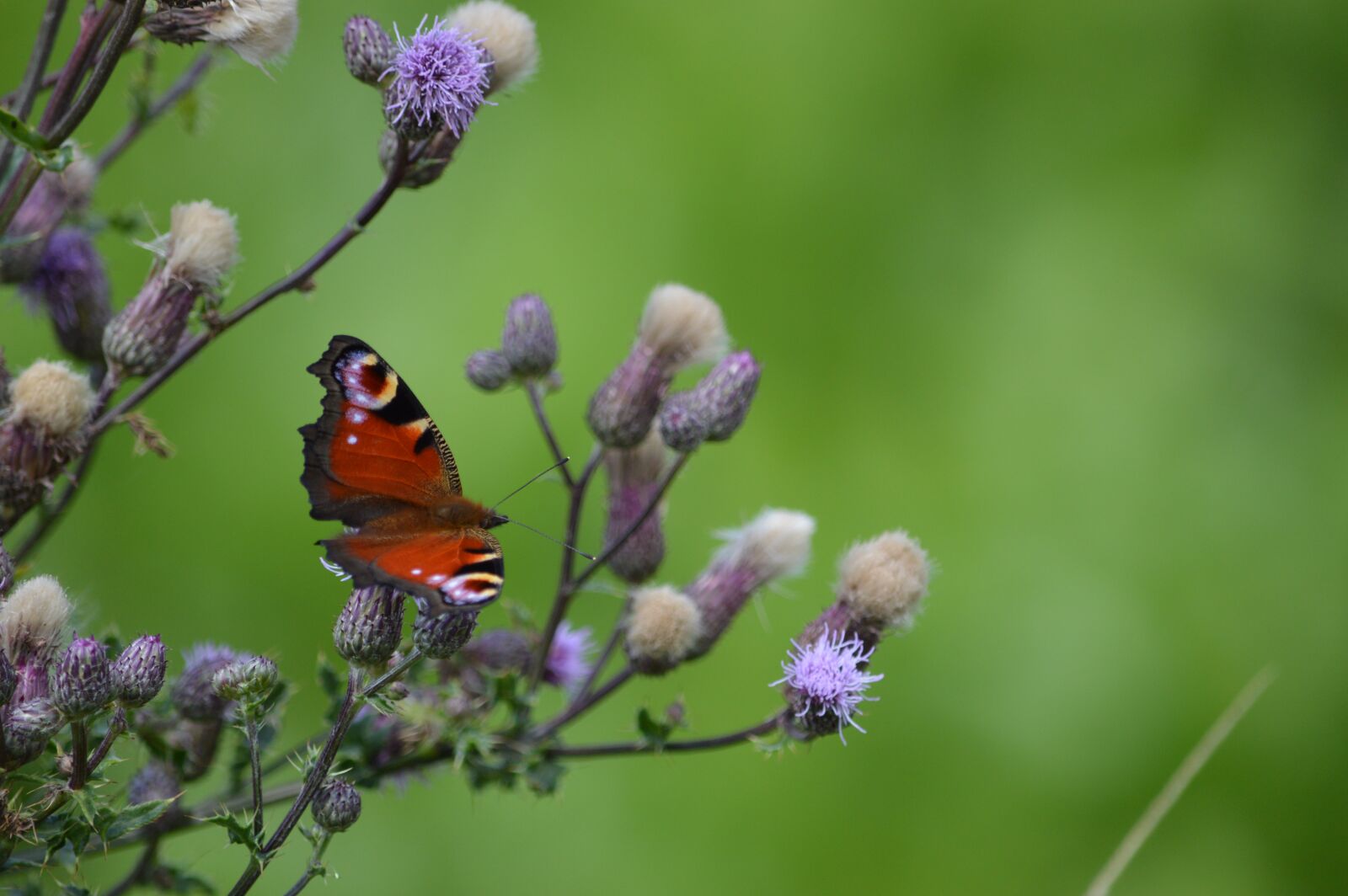 Nikon D3200 sample photo. Butterfly, nature, landscape photography