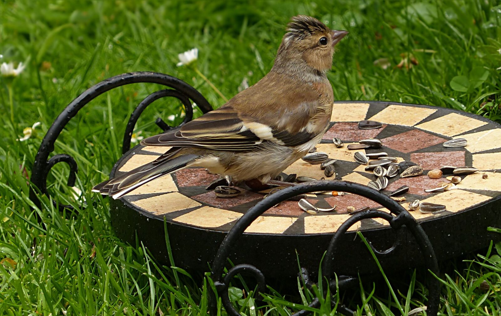 Panasonic Lumix DMC-FZ200 sample photo. Bird, chaffinch, fringilla coelebs photography