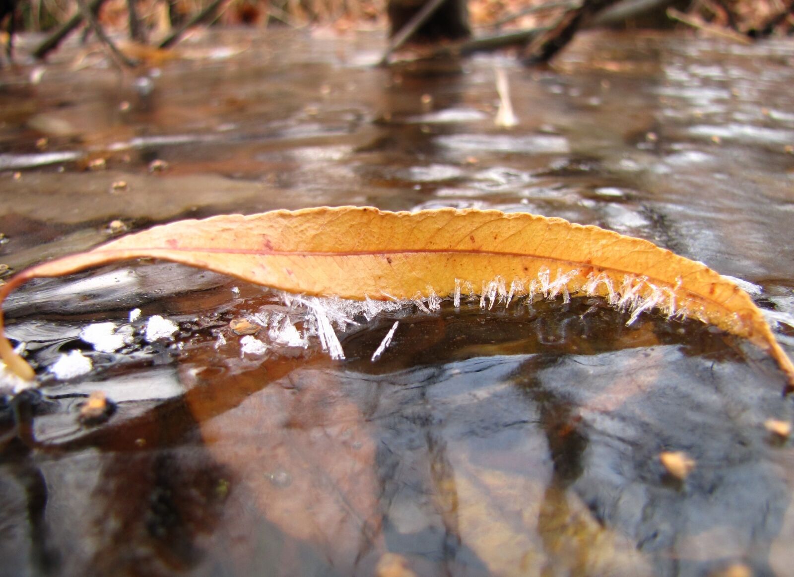 Canon PowerShot SX1 IS sample photo. Autumn, the first frost photography