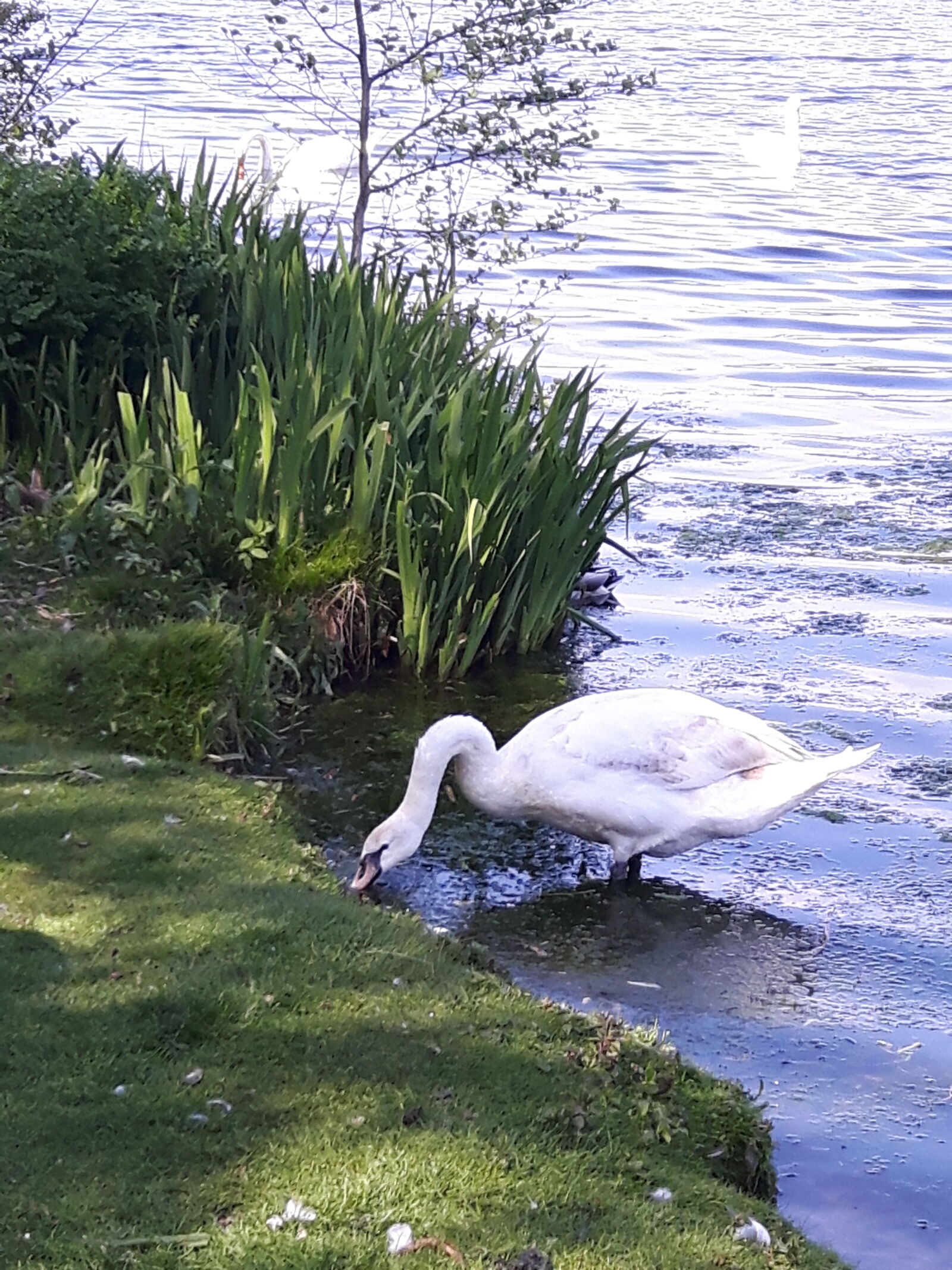Samsung Galaxy S5 Neo sample photo. Lake, swan, white, swan photography