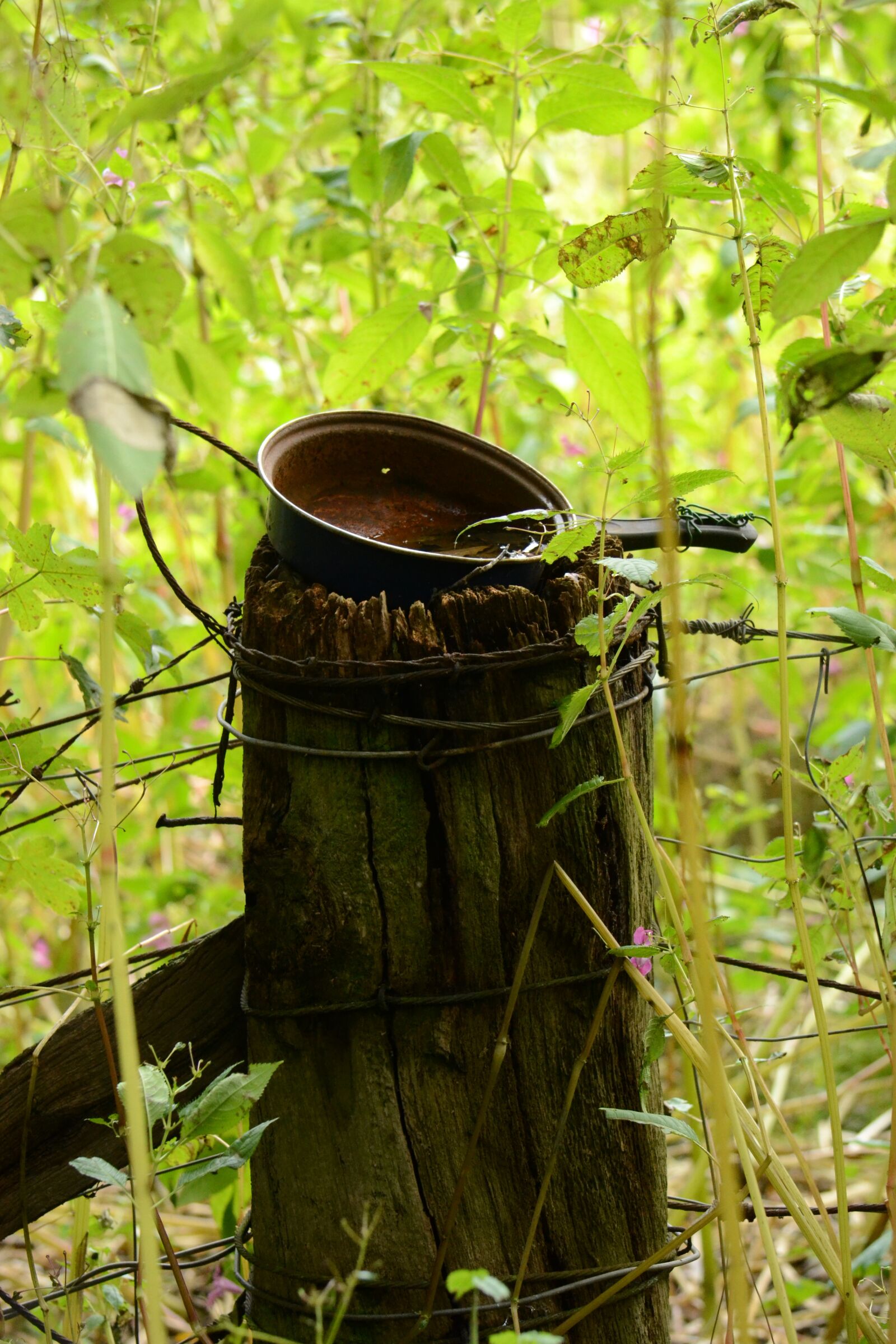 Nikon D3100 sample photo. Rural, curiosity, decay photography