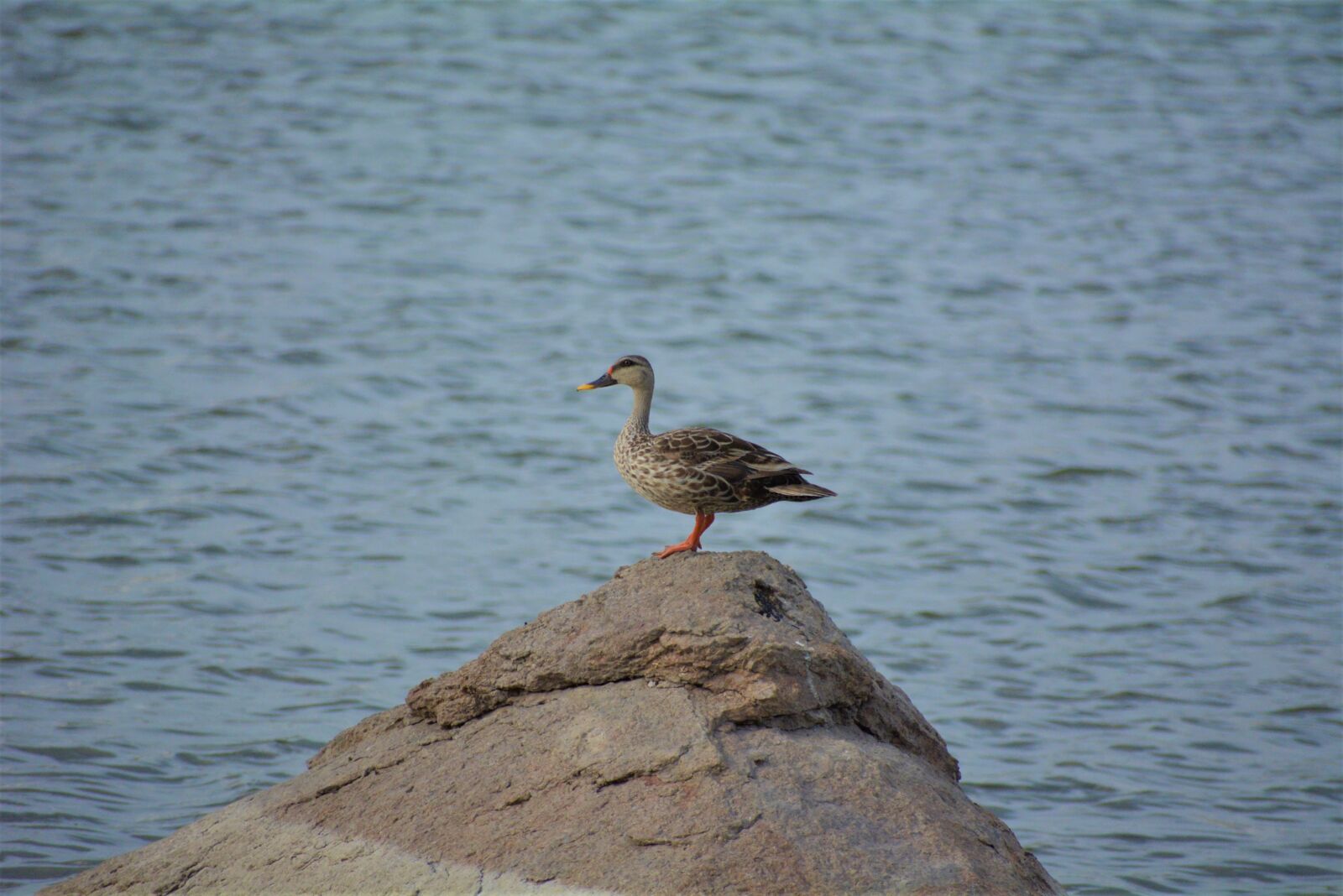 Nikon D5200 sample photo. Duck, water, stone photography
