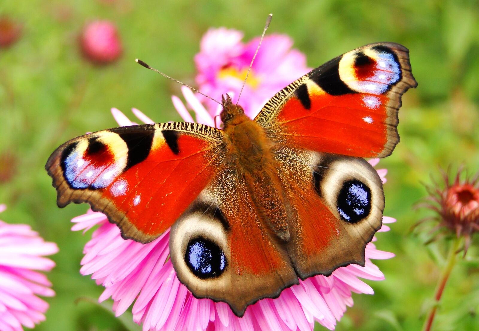 Sony Cyber-shot DSC-HX1 sample photo. Nature, butterfly day, insect photography