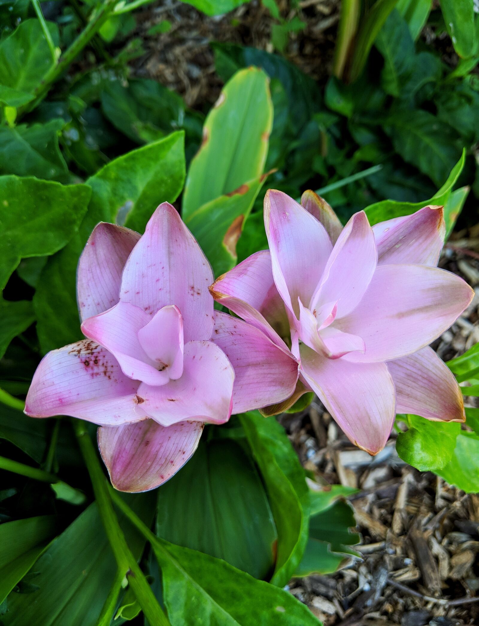 Google Pixel 2 XL sample photo. Purple, curcuma, flower photography