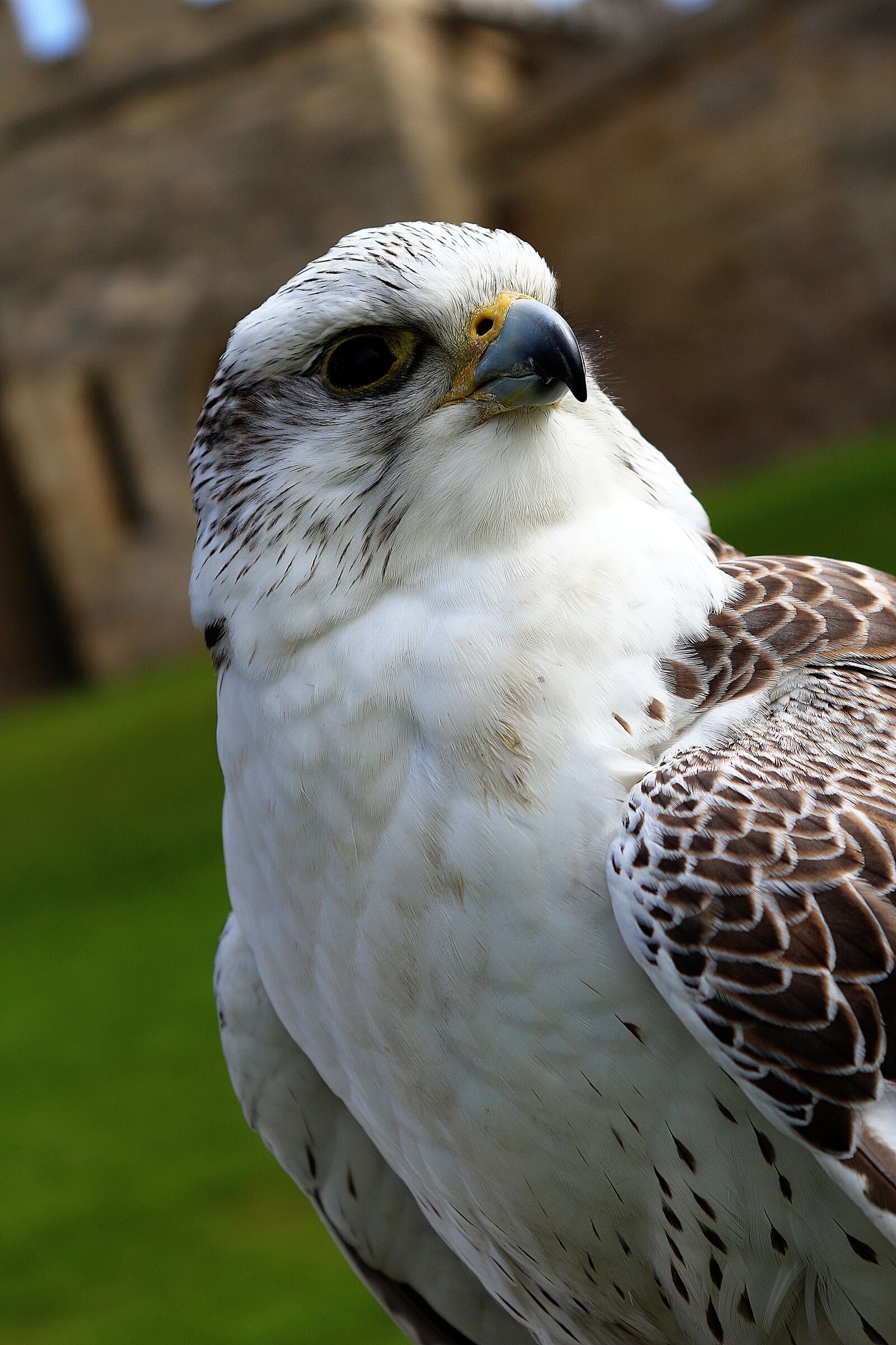 Canon EOS 100D (EOS Rebel SL1 / EOS Kiss X7) sample photo. Bird, eagle, hawk photography