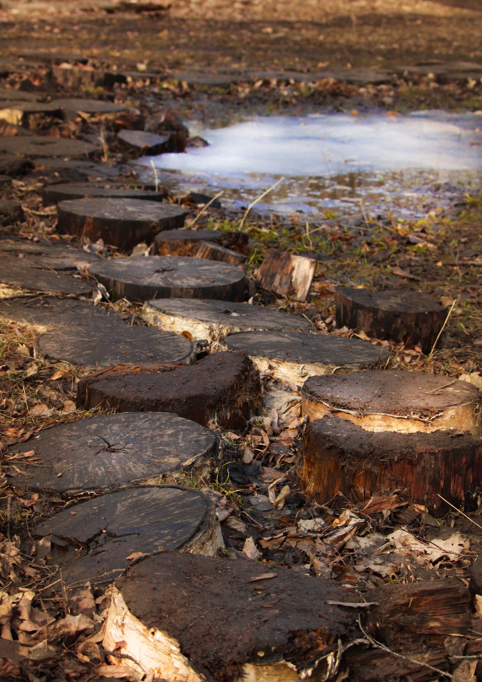 Canon EOS 1200D (EOS Rebel T5 / EOS Kiss X70 / EOS Hi) sample photo. Trail, stump, spring photography