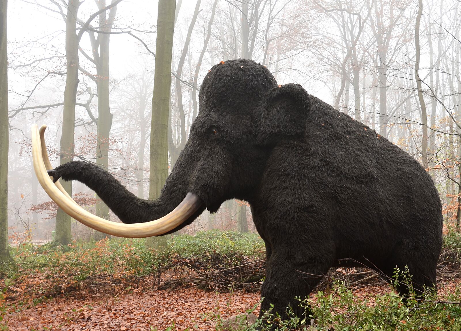 Nikon D5100 sample photo. Mamut, mammal, extinct photography