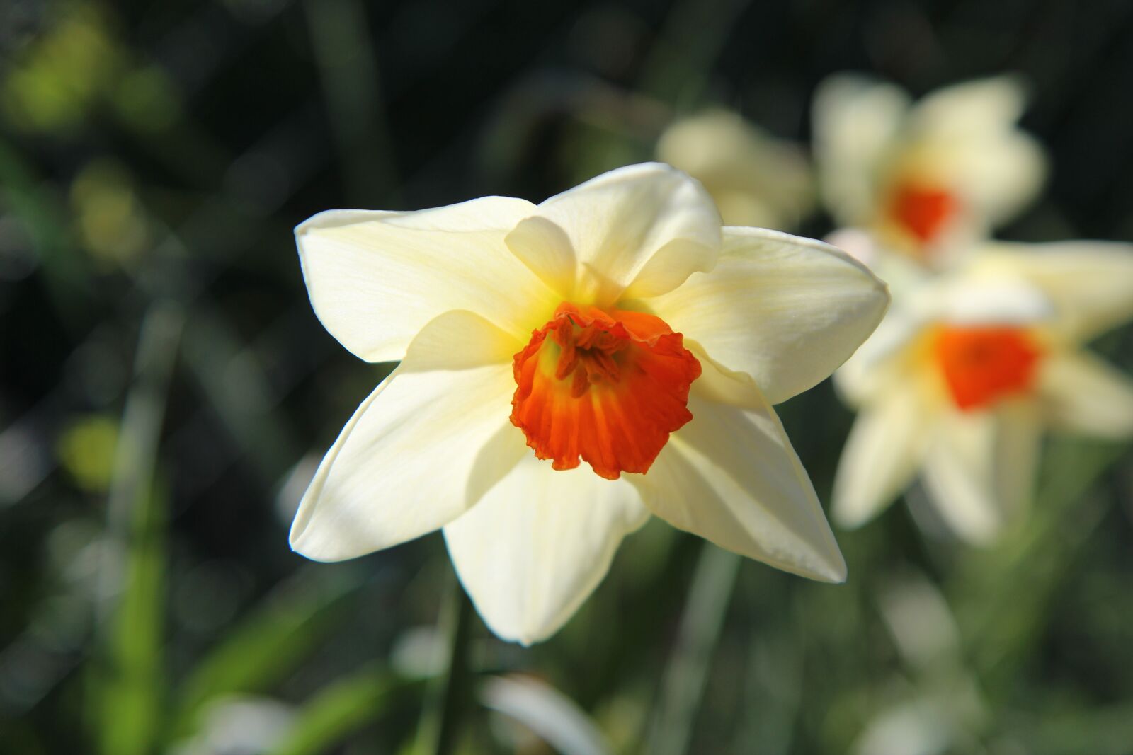 Canon EOS 600D (Rebel EOS T3i / EOS Kiss X5) sample photo. Narcissus, flowers, spring photography