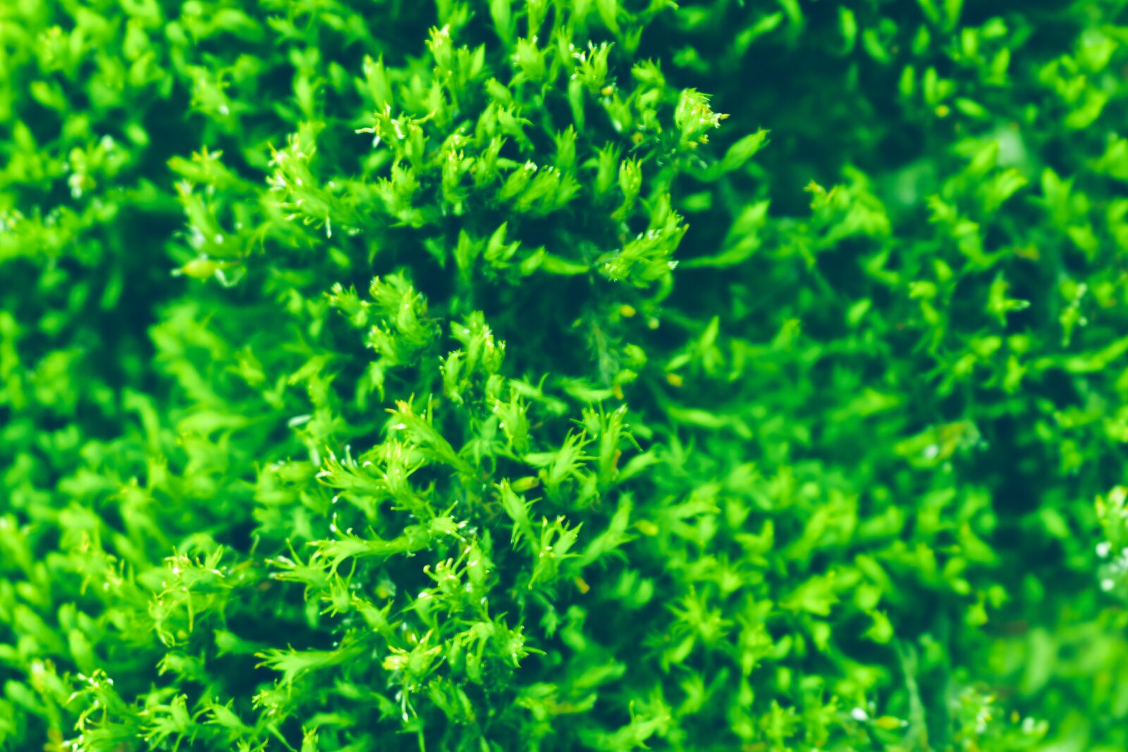 Nikon D5600 sample photo. Moss, green, pattern photography
