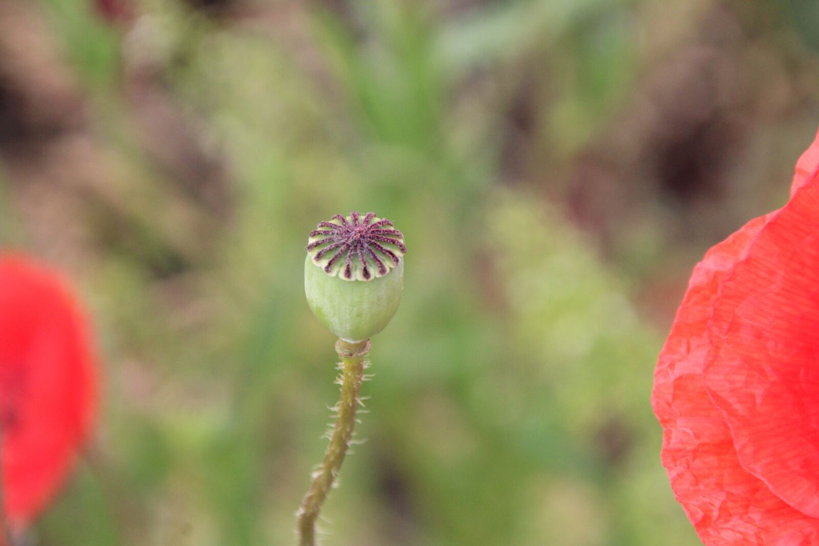 Canon EOS 1200D (EOS Rebel T5 / EOS Kiss X70 / EOS Hi) sample photo. Poppy, stamp, klatschmohn photography