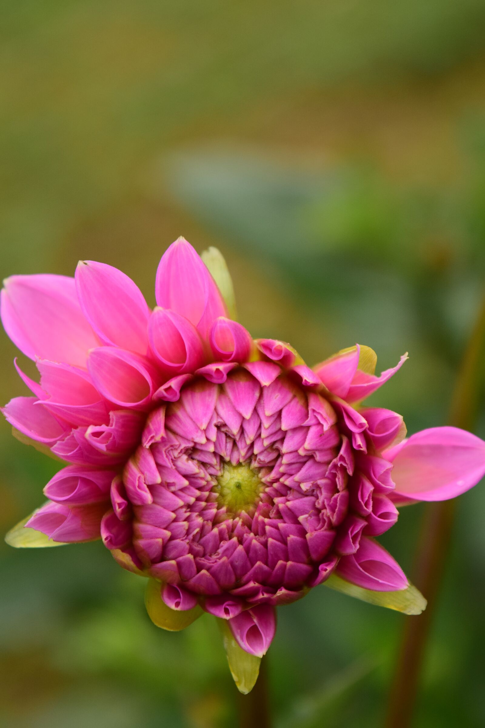 Nikon D3300 sample photo. Dahlia, blossom, bloom photography