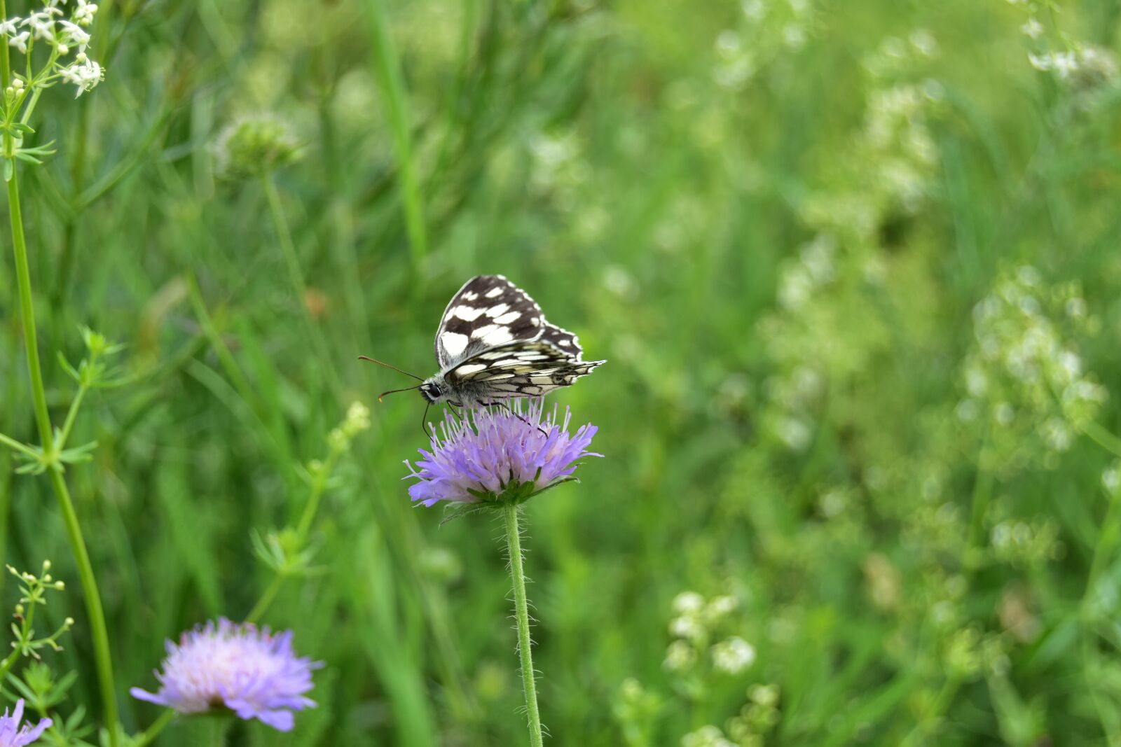 Nikon D5600 sample photo. Butterfly, insect, thistle photography