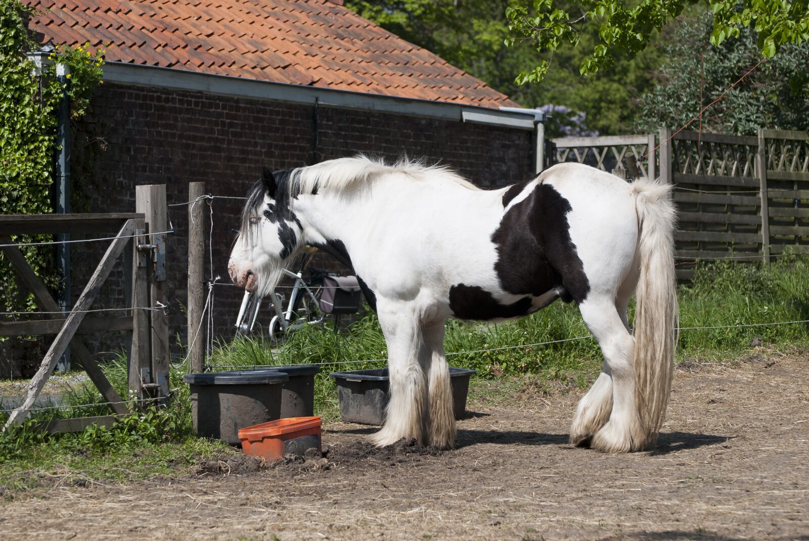 Nikon D80 sample photo. Work horse, belgian draft photography