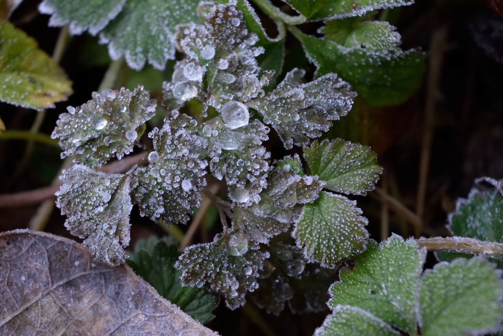 Nikon D3300 sample photo. Frost, ice, winter photography
