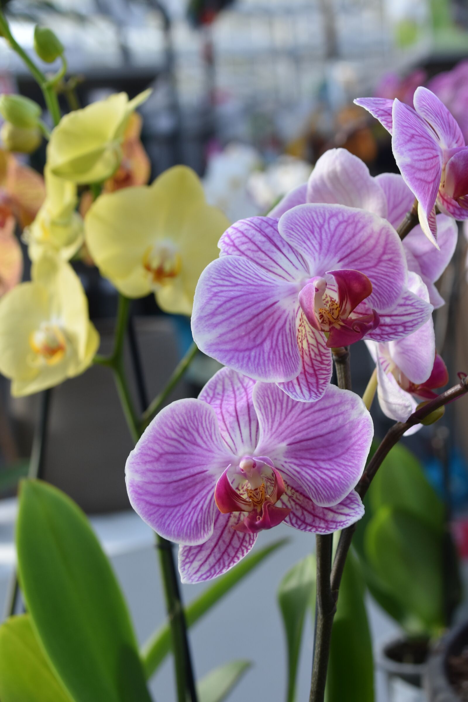 Nikon D5600 sample photo. Orchids, flower orchids, color photography