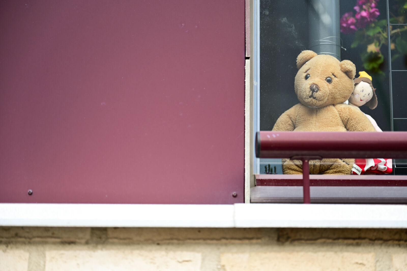 Nikon Nikkor Z 24-70mm F2.8 S sample photo. Teddy at the window photography