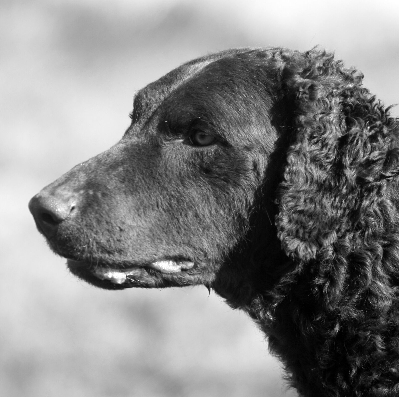 Canon EOS 450D (EOS Rebel XSi / EOS Kiss X2) sample photo. Dog, portrait, canine photography
