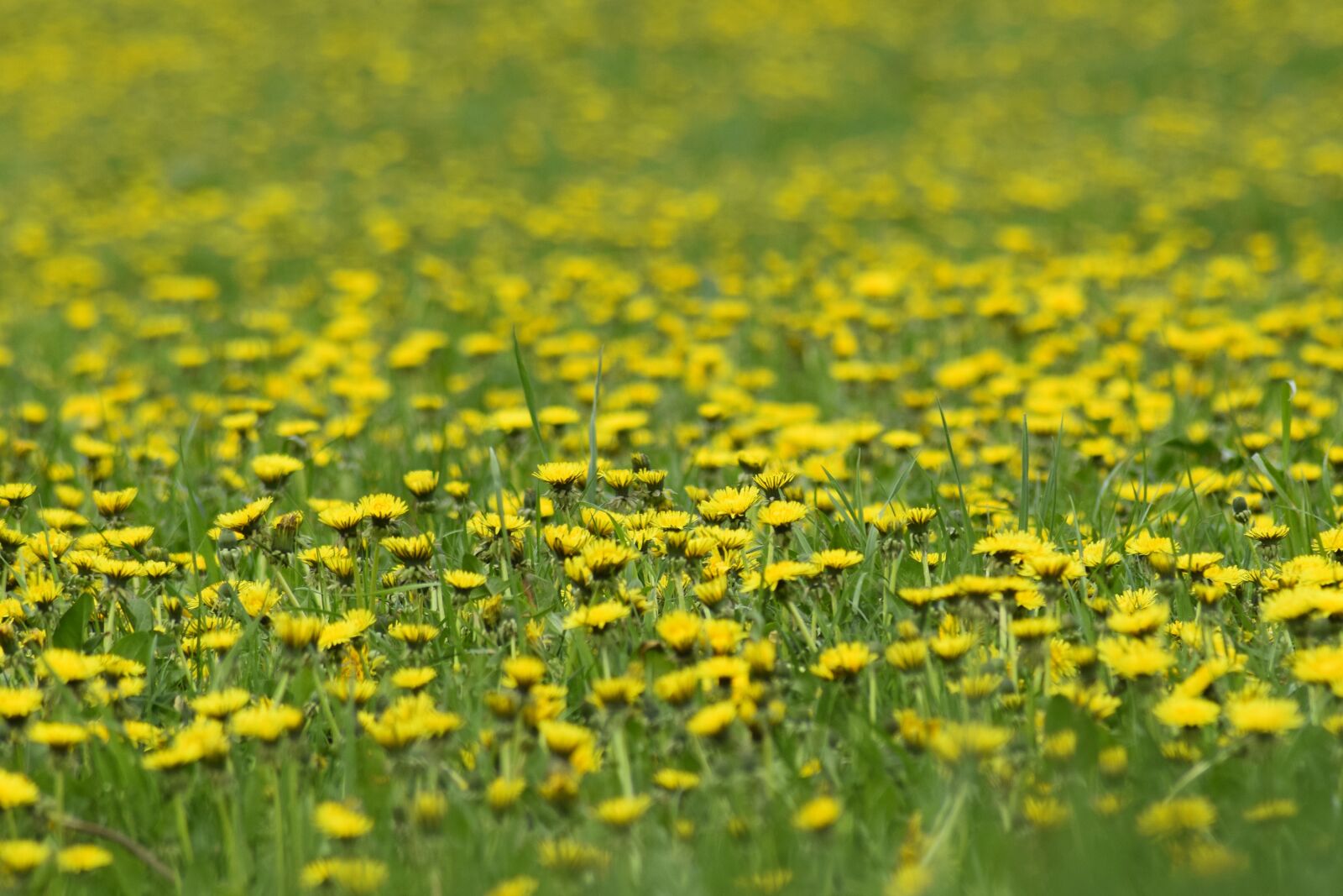 Nikon D3300 sample photo. Dandelion, summer, meadow photography