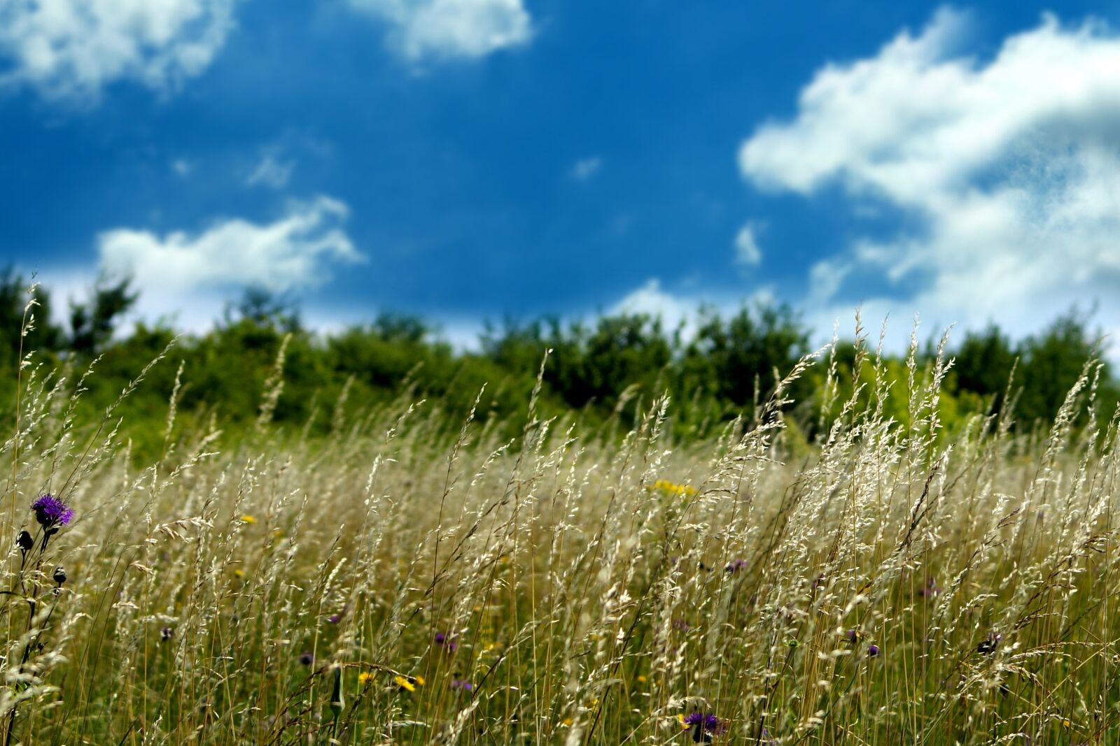 Sony Alpha DSLR-A200 sample photo. Meadow, sky, clouds photography