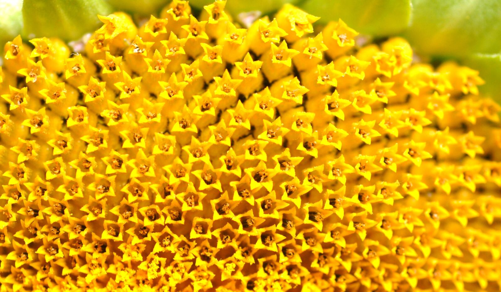 Nikon D200 sample photo. Flower, sunflower, yellow photography