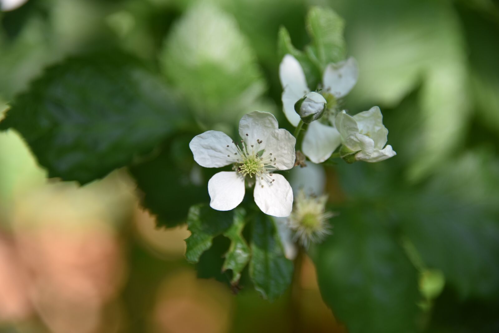 Nikon D810 sample photo. Blossom, bloom, wild plant photography