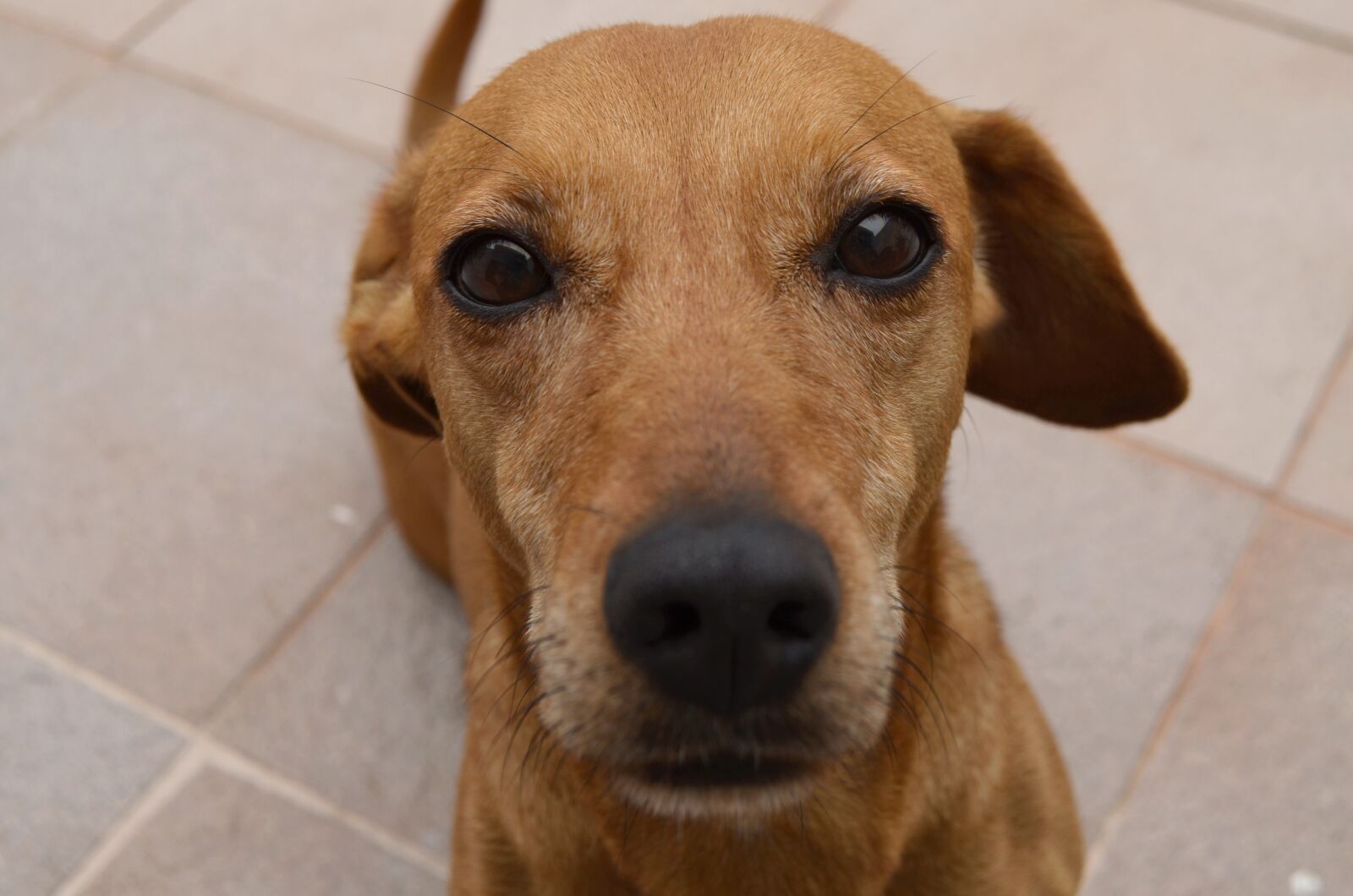 Nikon D5100 sample photo. Dog, eye, animals photography