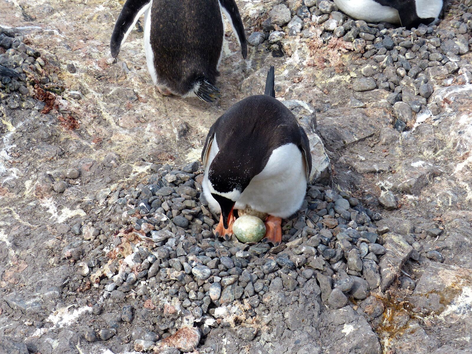 Panasonic Lumix DMC-FZ200 sample photo. Antarctica, penguin, shetlands photography