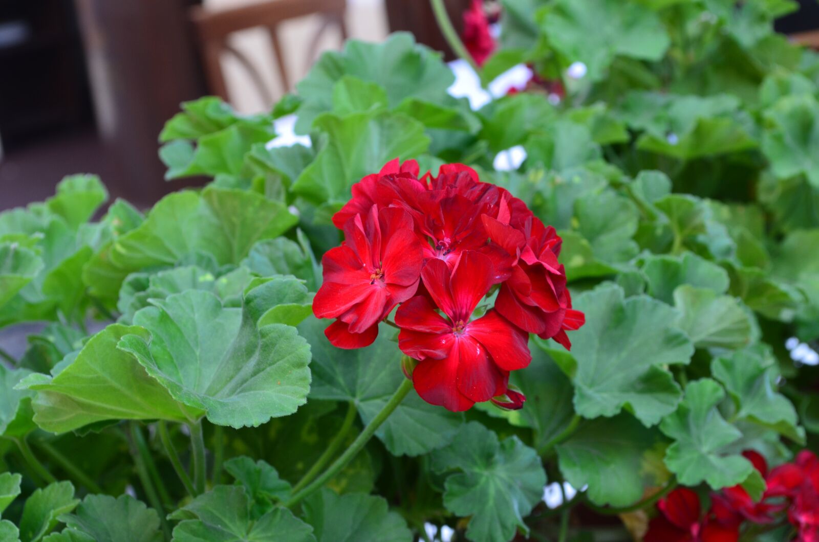 Nikon D5100 sample photo. Flower, nature, red photography