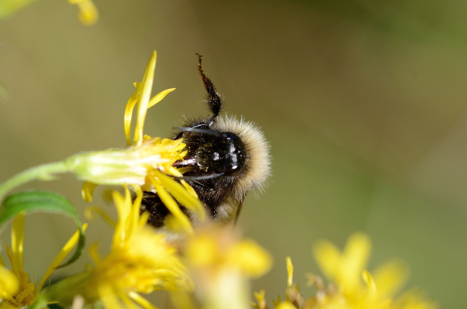Nikon D7000 sample photo. Bee, flower, macro photography