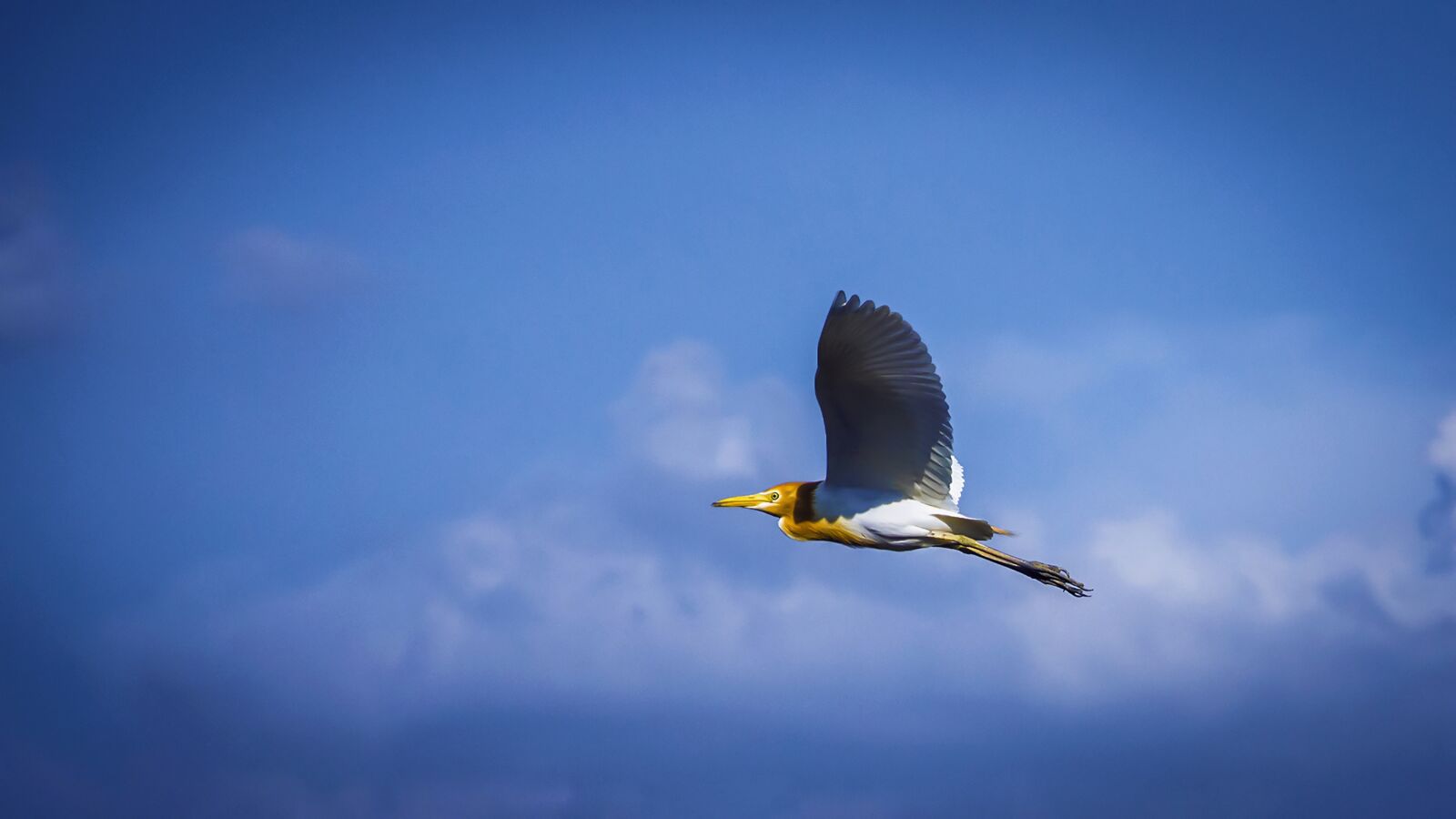 Nikon D7200 sample photo. Bird, blue sky, outdoors photography