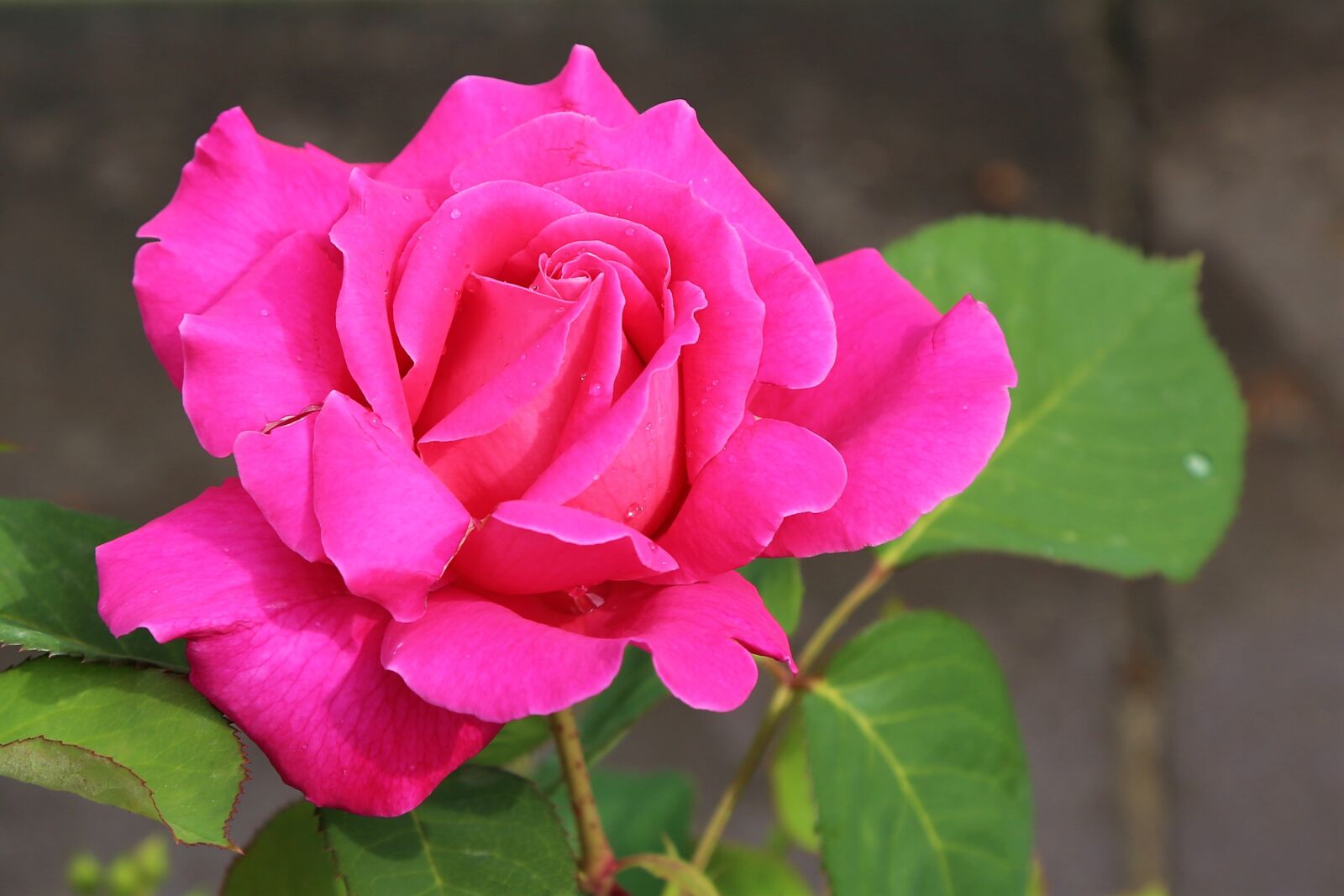 Canon EF 24-105mm F4L IS USM sample photo. Rose, spring, beautiful photography