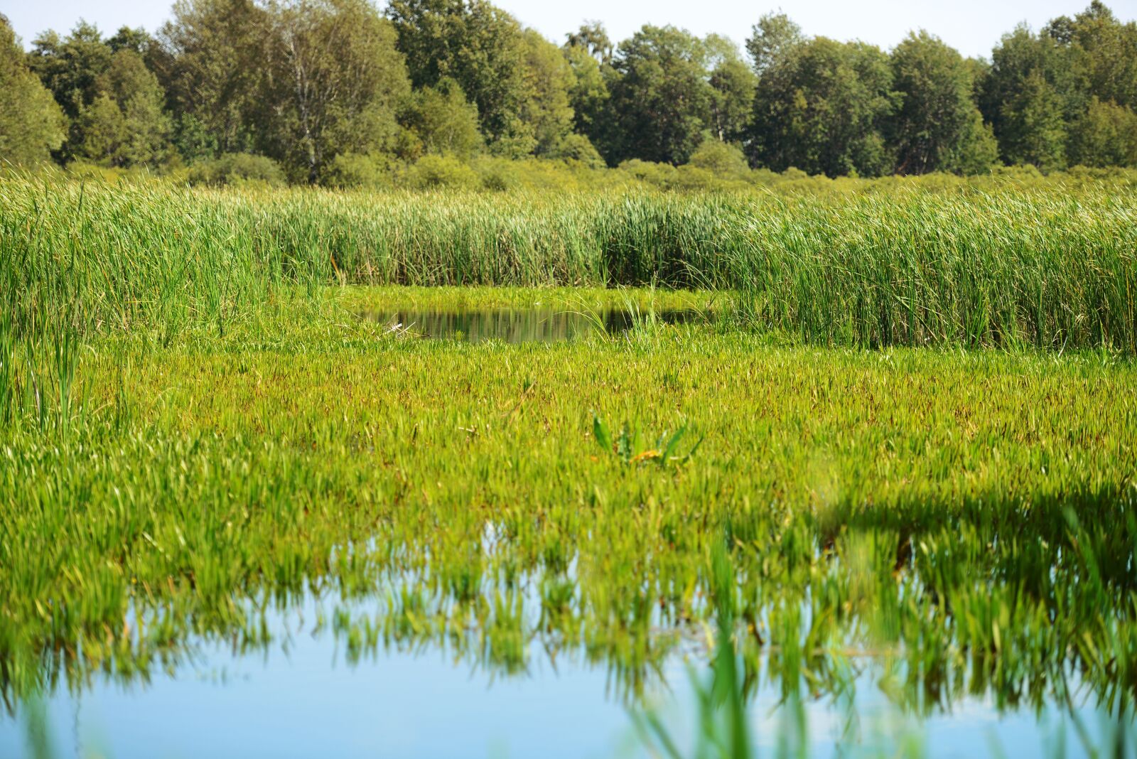 Nikon D600 sample photo. Lake, rushes, swamp photography