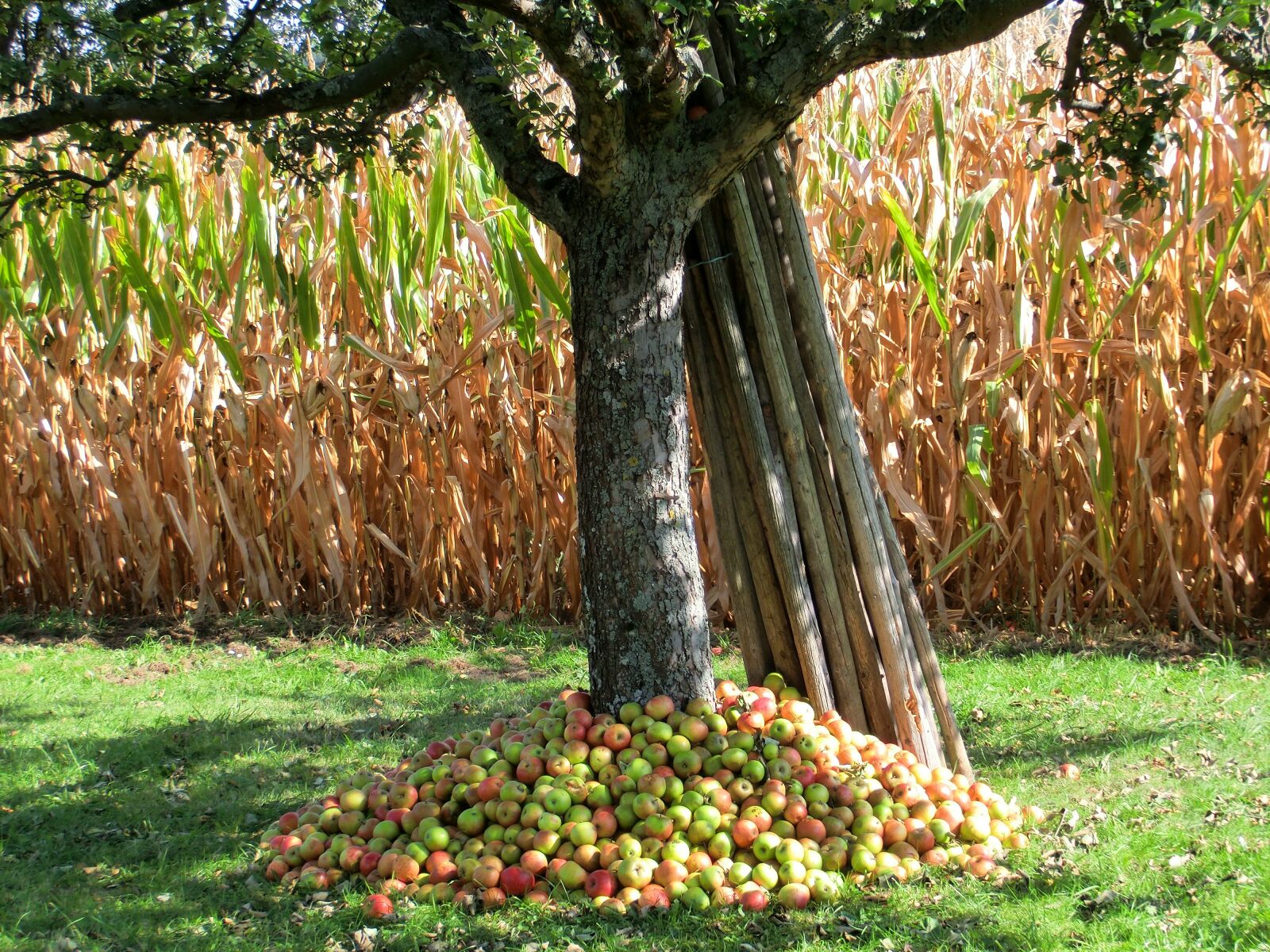 CASIO EX-ZR100 sample photo. Tree, fruit, apples photography