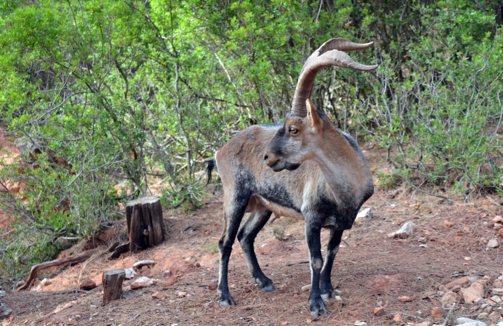 Nikon D3200 sample photo. Mountains, natural park, deer photography