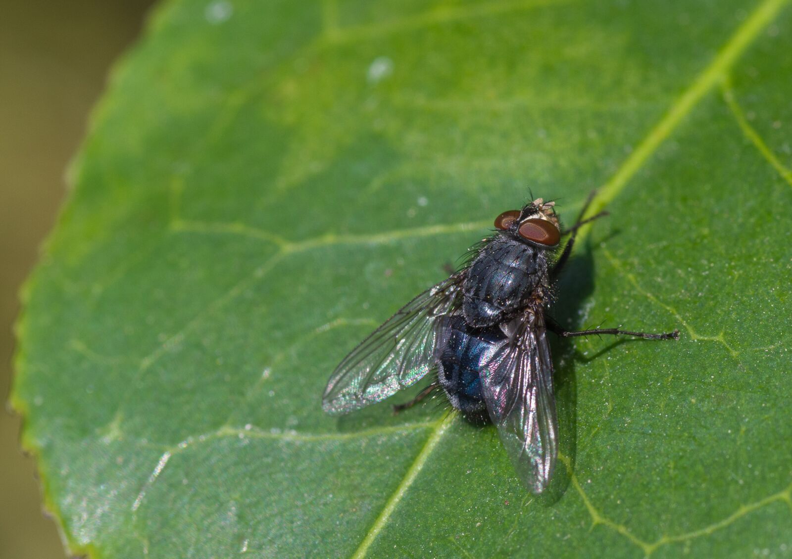 Pentax K-70 + Tamron SP AF 90mm F2.8 Di Macro sample photo. Fly, compound eyes, leaf photography