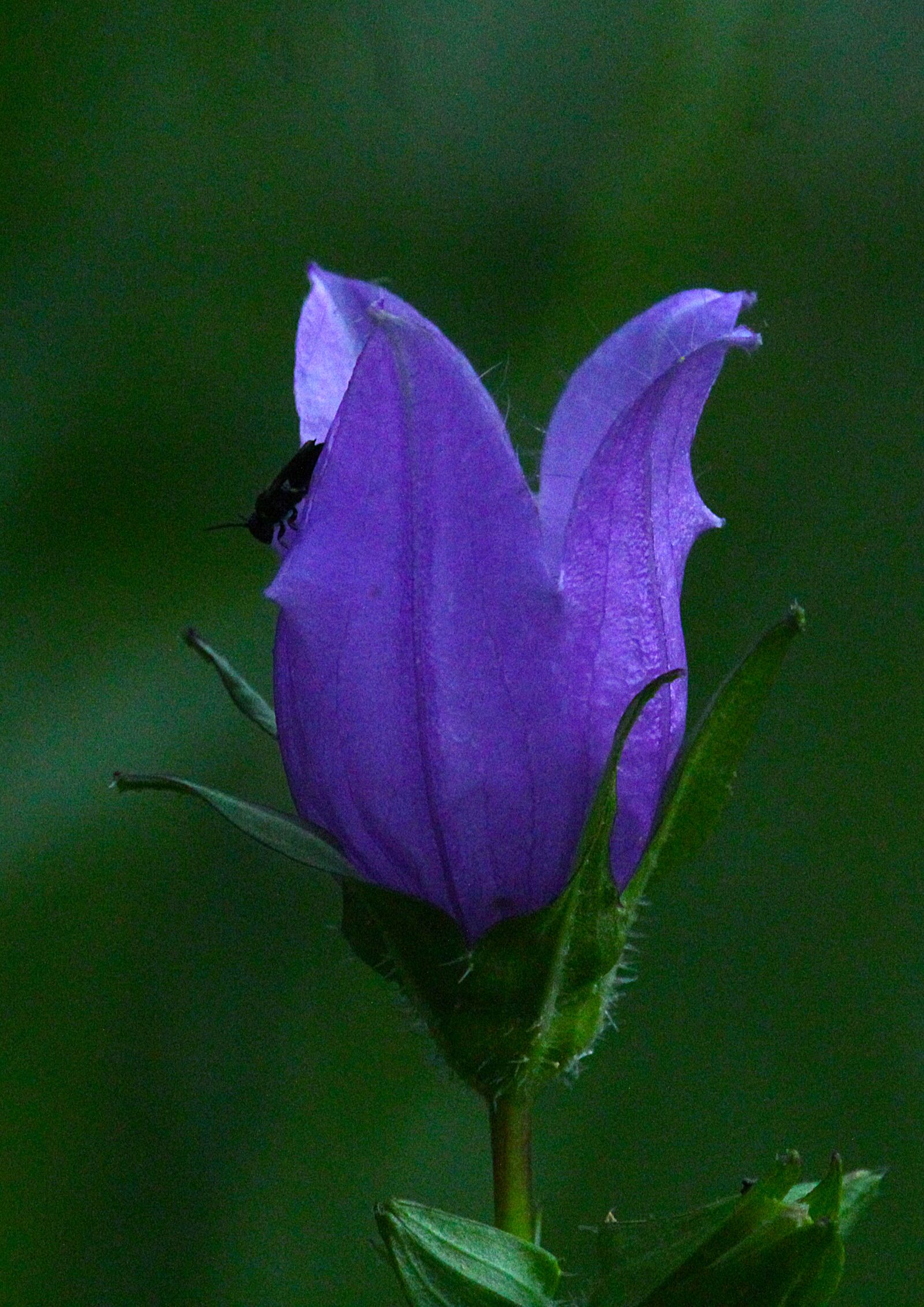 Canon EOS 1200D (EOS Rebel T5 / EOS Kiss X70 / EOS Hi) sample photo. Flower, bud, blue photography