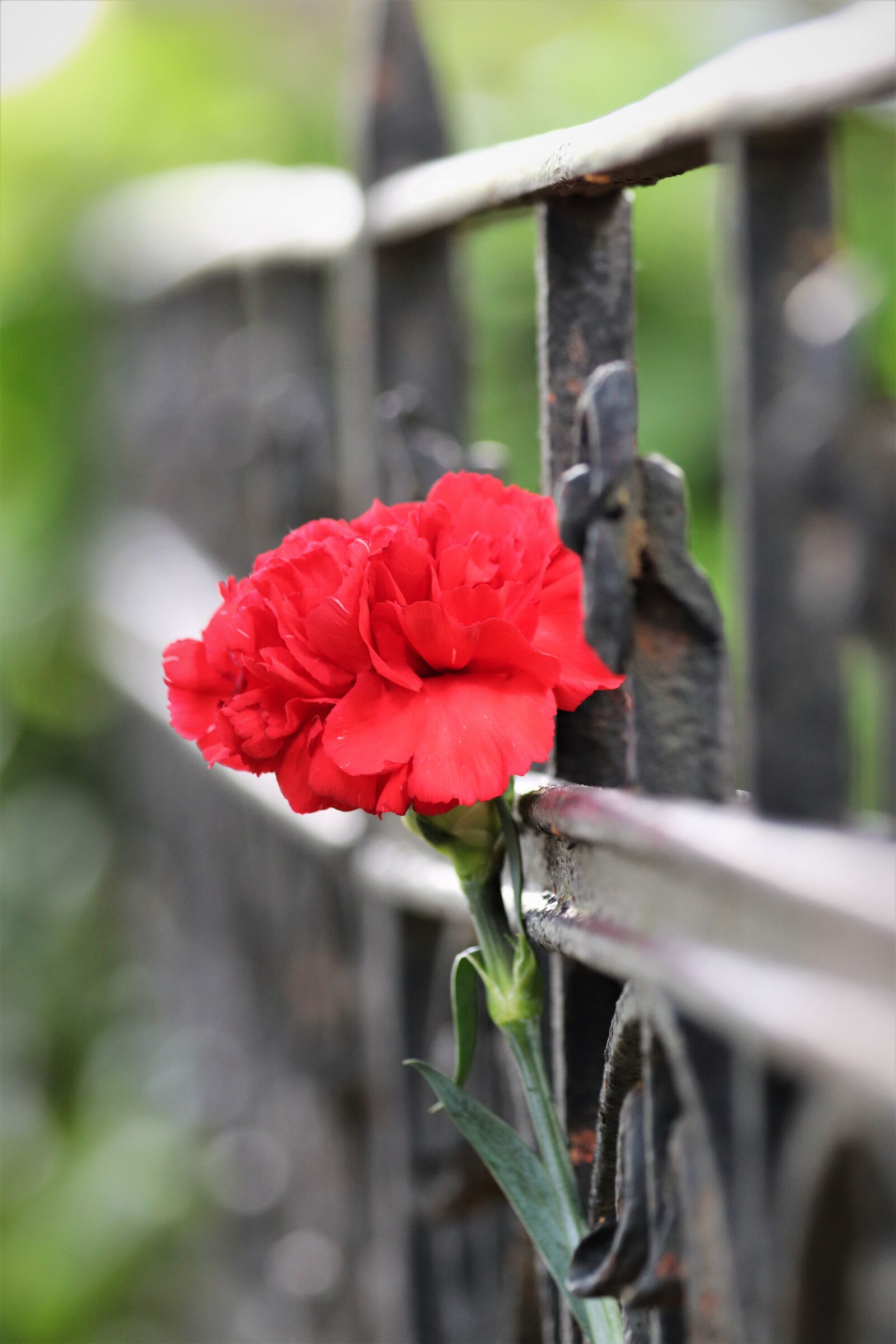 Canon EOS 200D (EOS Rebel SL2 / EOS Kiss X9) sample photo. Red carnation, iron fence photography