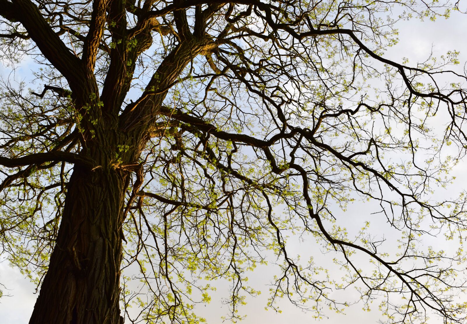 Nikon D3300 sample photo. Tree, spring, nature photography