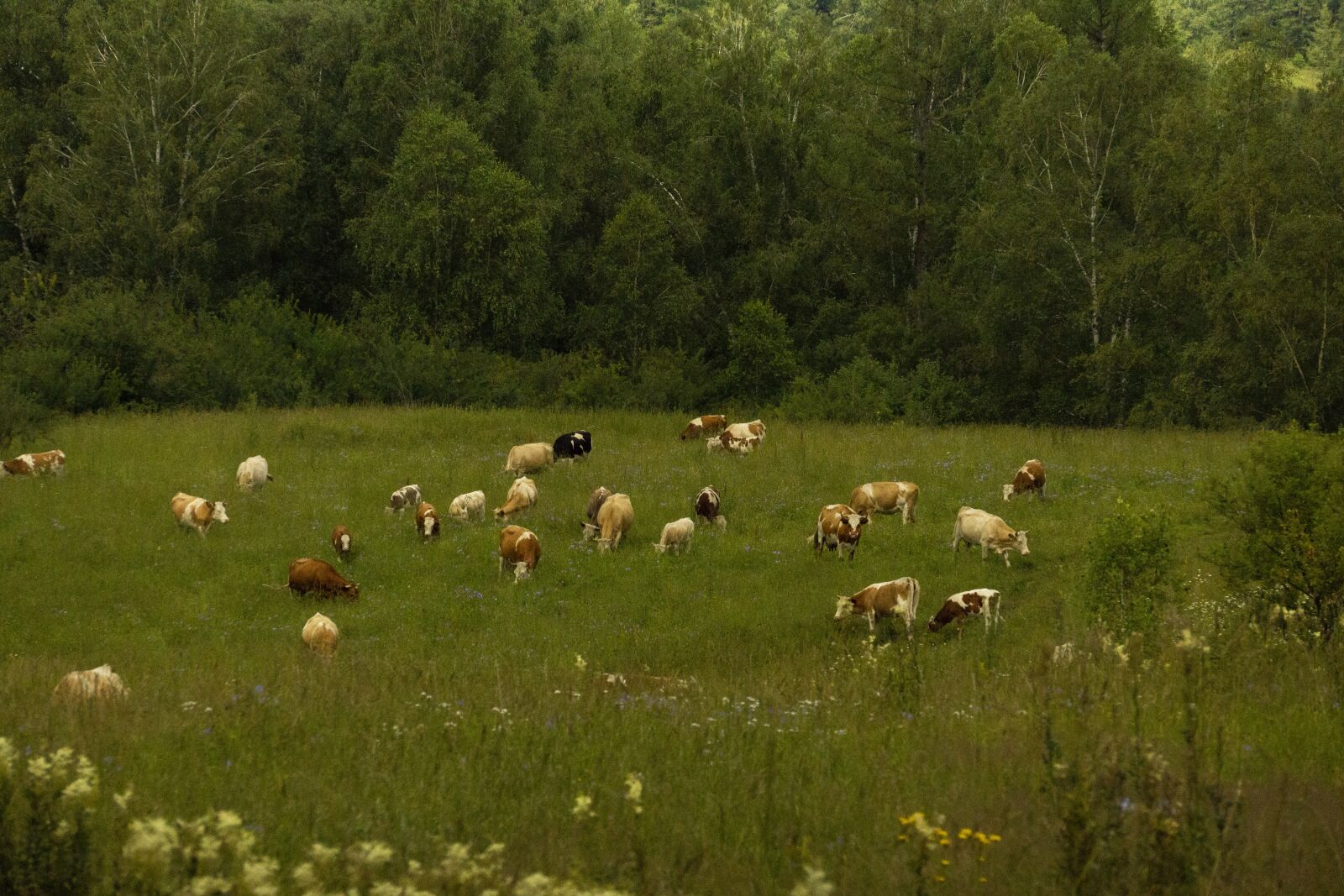 Sony SLT-A77 sample photo. Cows, summer, nature photography