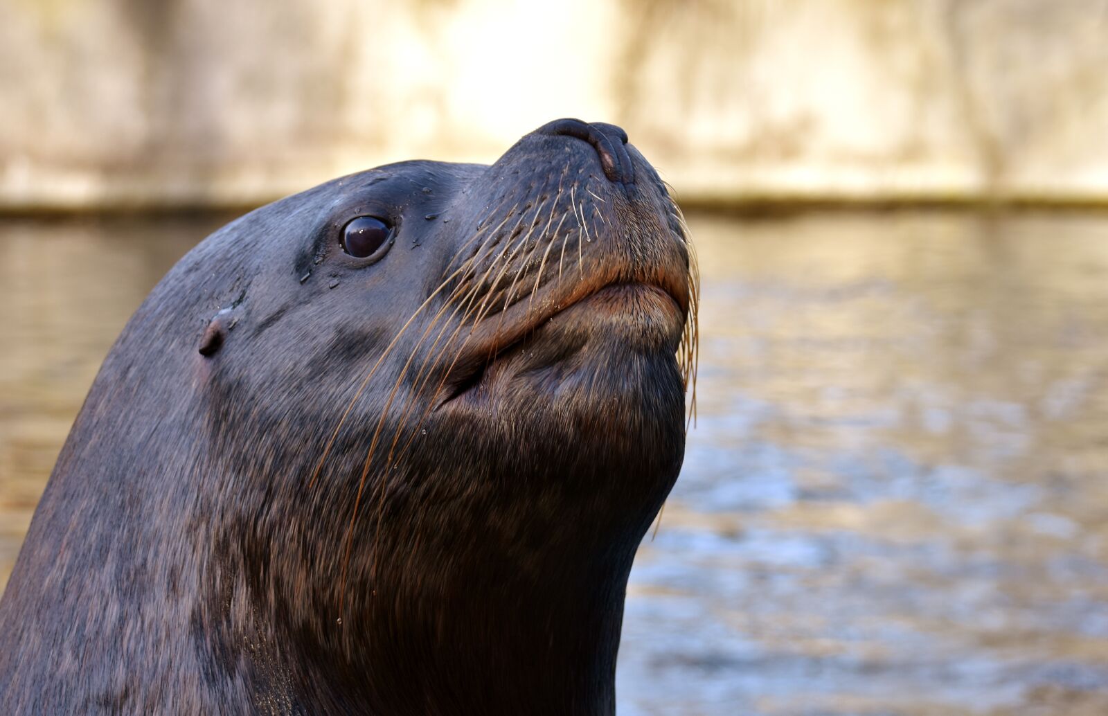 Nikon D7200 sample photo. Seal, sea lion, swim photography
