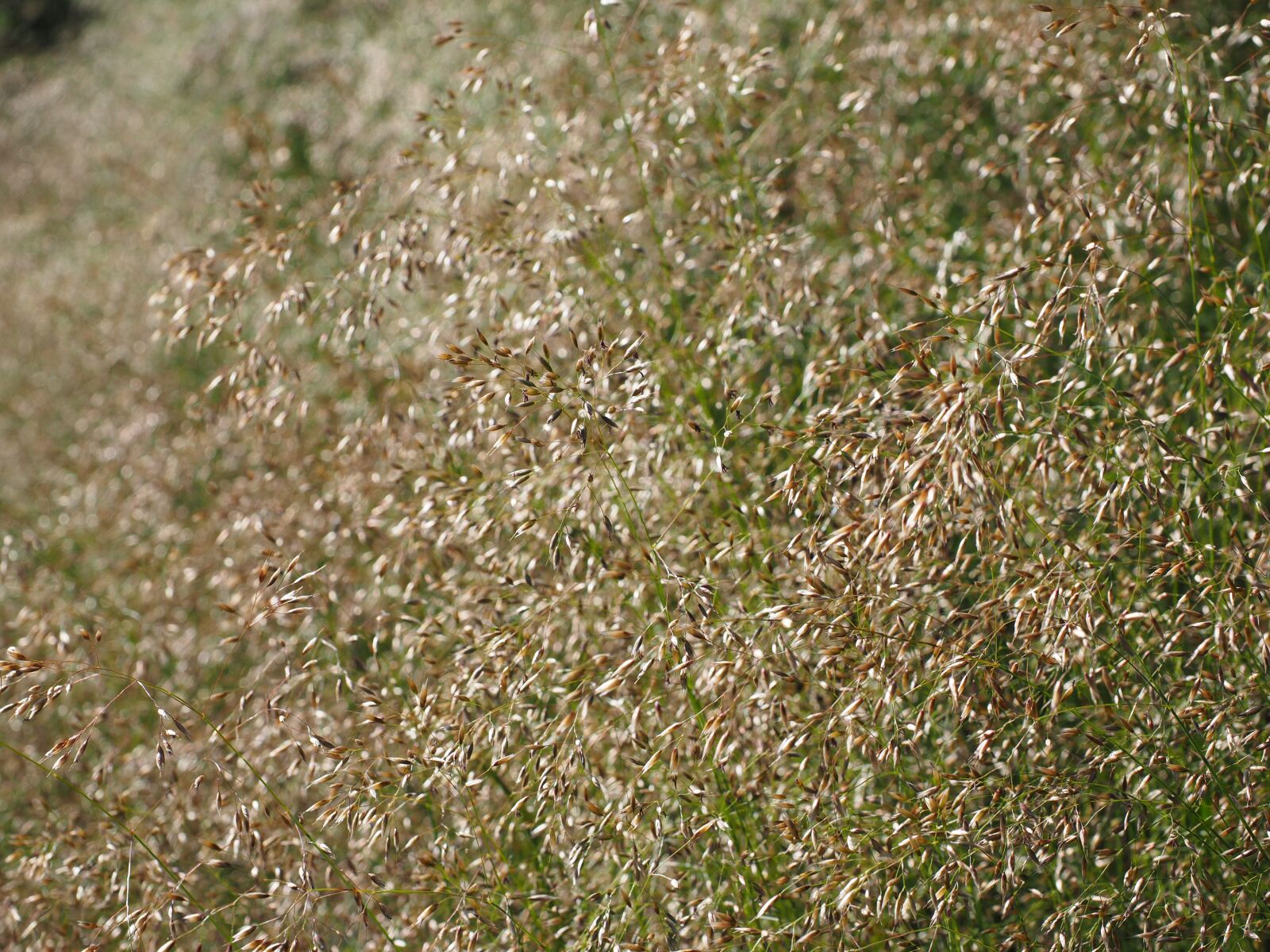 Olympus OM-D E-M1 + Olympus M.Zuiko Digital ED 12-40mm F2.8 Pro sample photo. Red bent grass, inflorescences photography